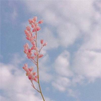 凤凰彩票app下载手机版