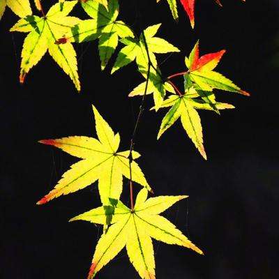 管家婆一码一肖资料大全截图