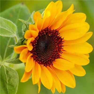 bob·体育综合appapp下载